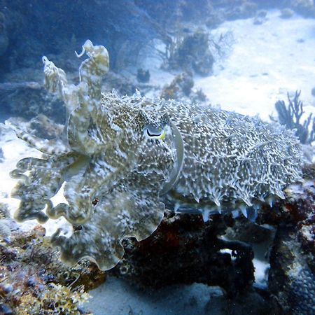Budi Sun Resort Maumere Kültér fotó