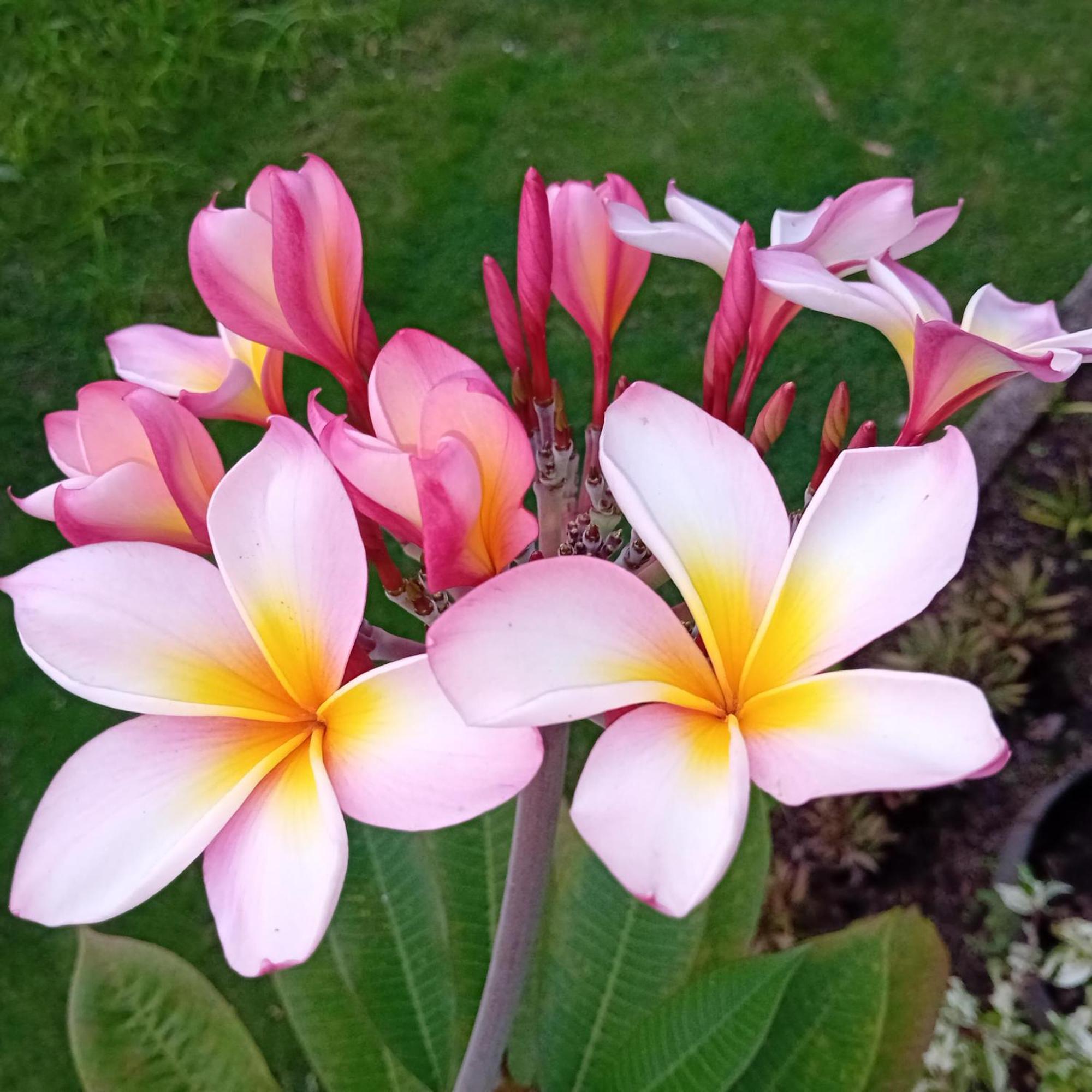 Budi Sun Resort Maumere Kültér fotó