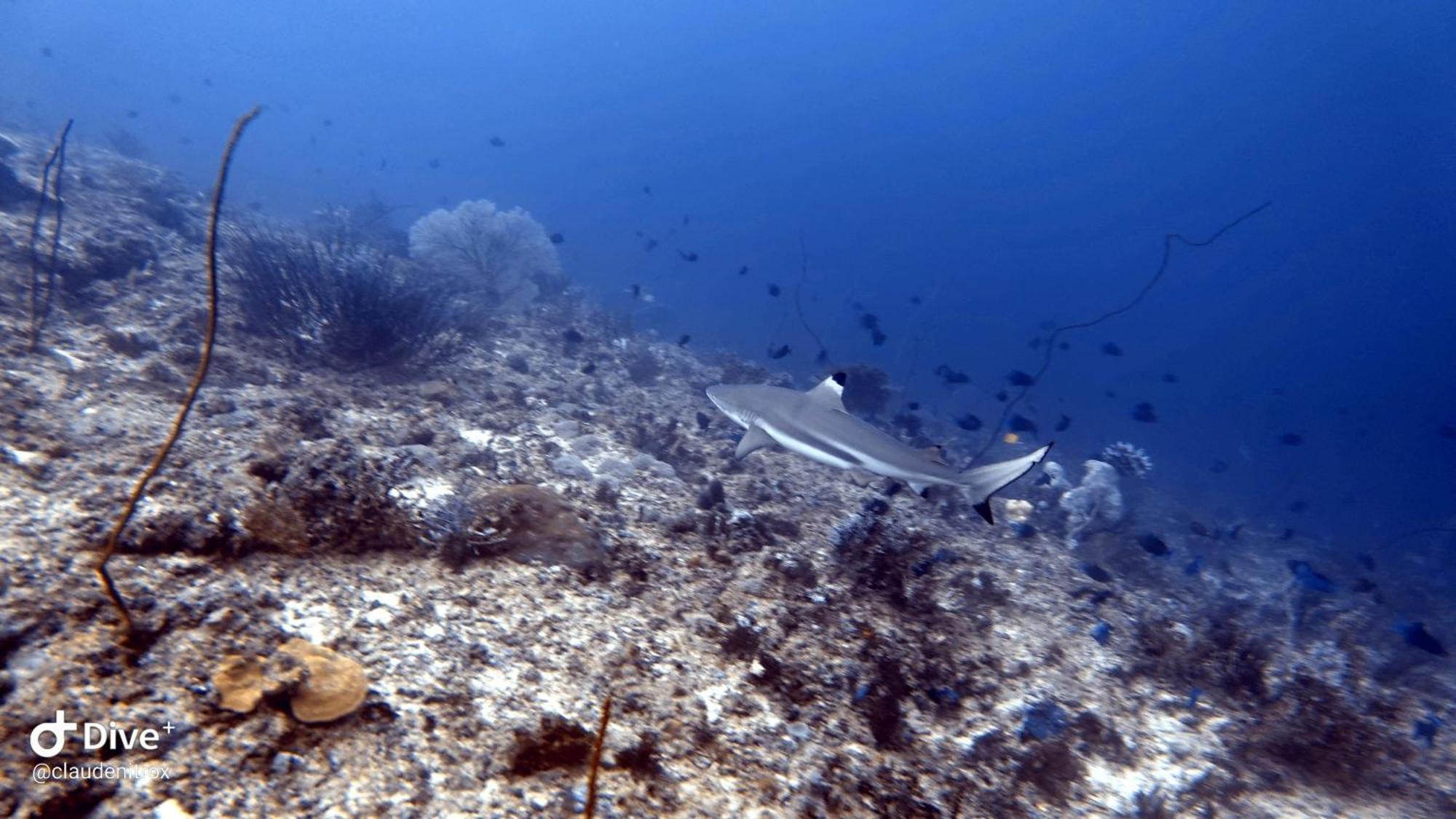 Budi Sun Resort Maumere Kültér fotó