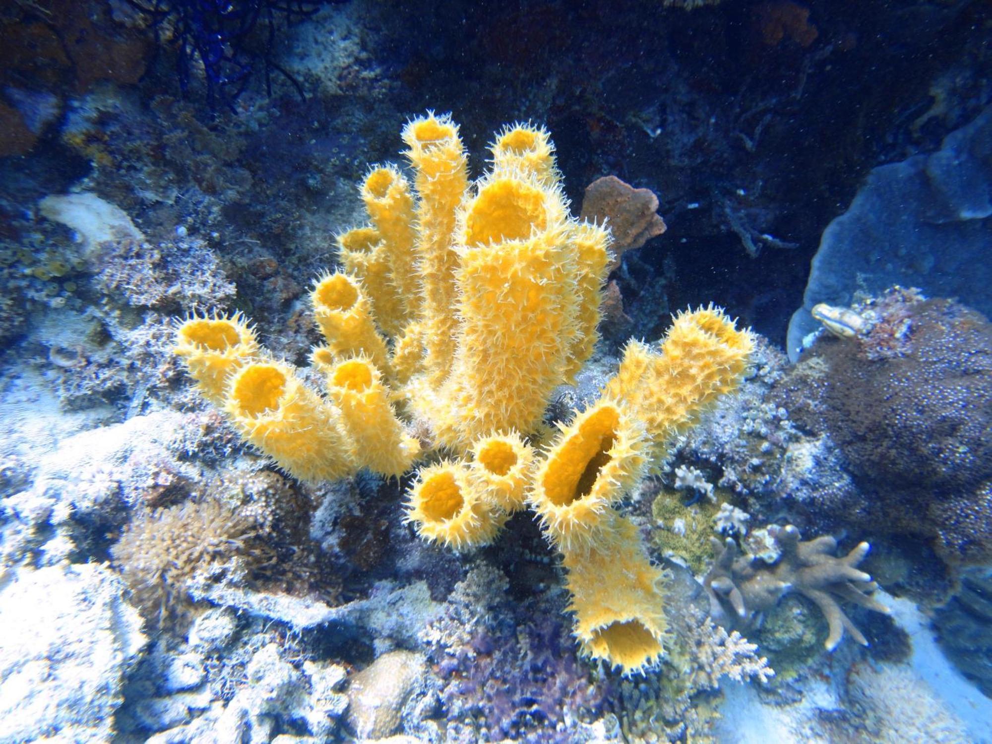 Budi Sun Resort Maumere Kültér fotó