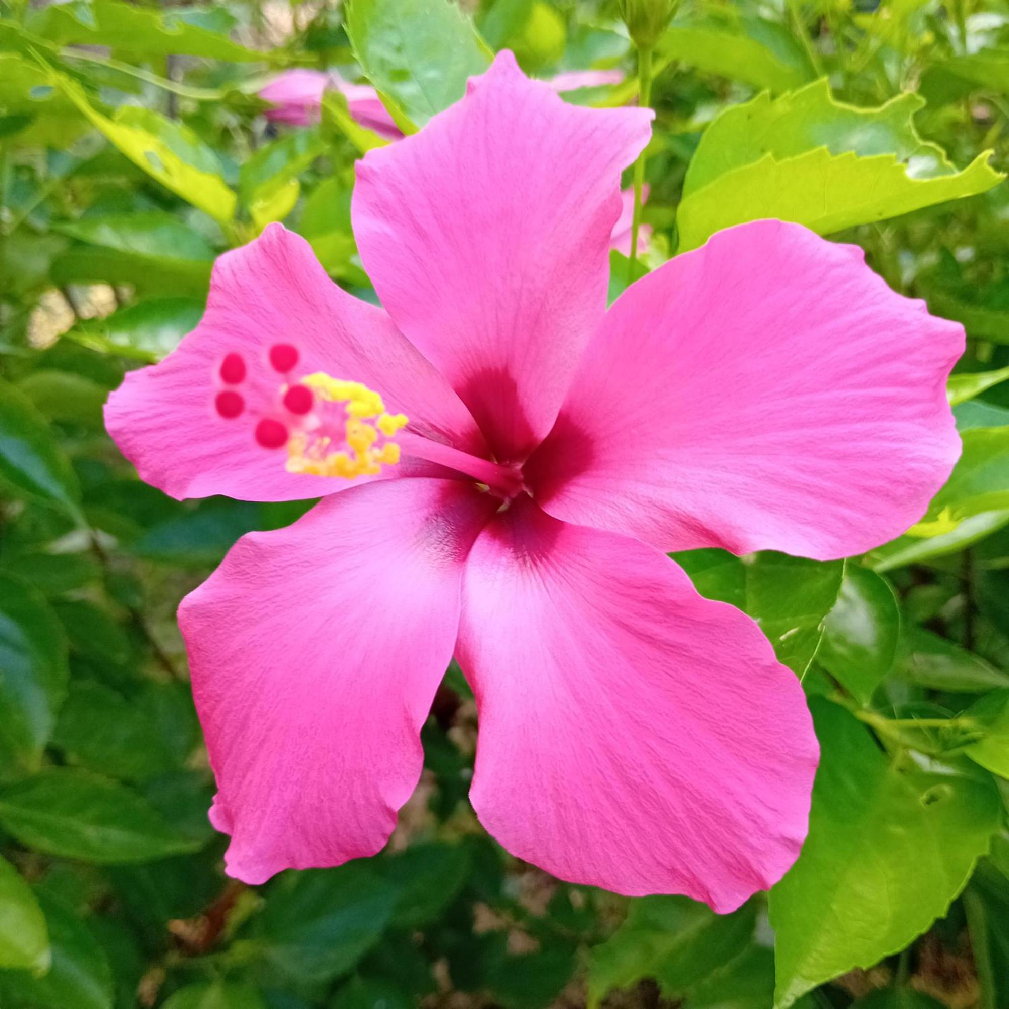Budi Sun Resort Maumere Kültér fotó